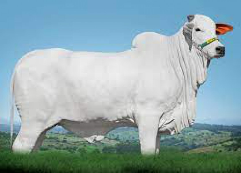 Vaca nelore Sasha é vendida em leilão por R$ 5,76 milhões  