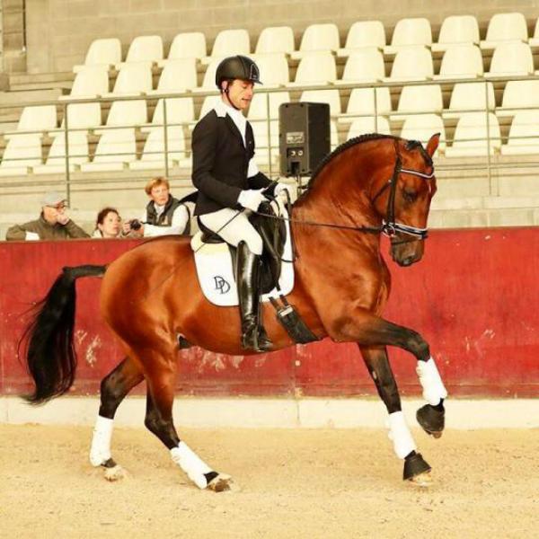 Cavalo brasileiro é campeão na Bélgica